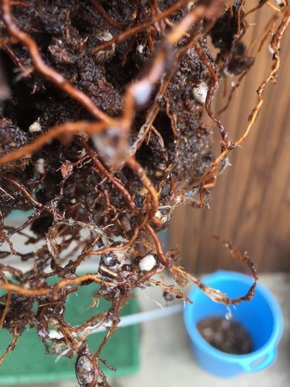 f:id:pudotful:20200826025821j:plain