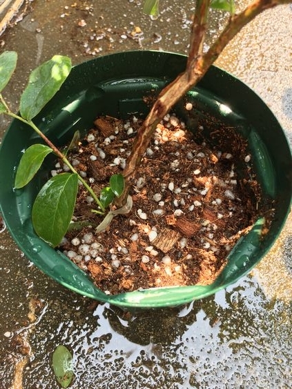 f:id:pudotful:20200826031651j:plain