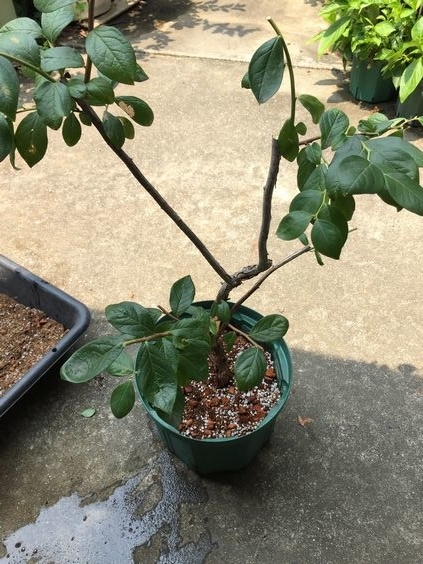 f:id:pudotful:20200826032225j:plain