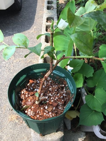 f:id:pudotful:20200826032237j:plain