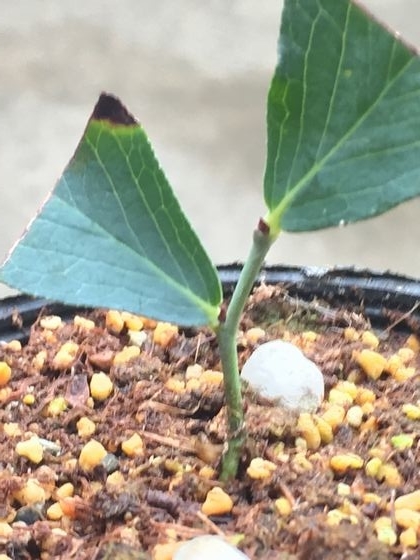 f:id:pudotful:20200918001409j:plain