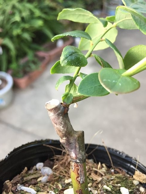 f:id:pudotful:20201031230335j:plain