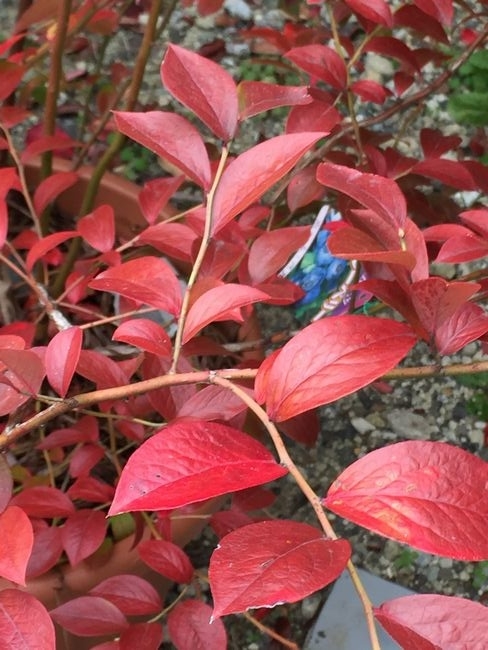 f:id:pudotful:20201130095917j:plain