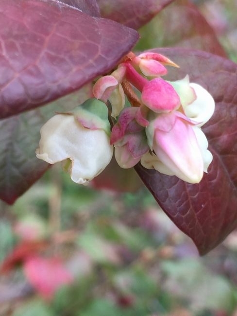 f:id:pudotful:20201130101751j:plain