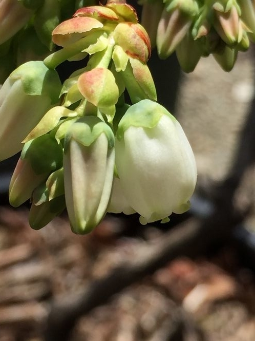 f:id:pudotful:20210413030728j:plain