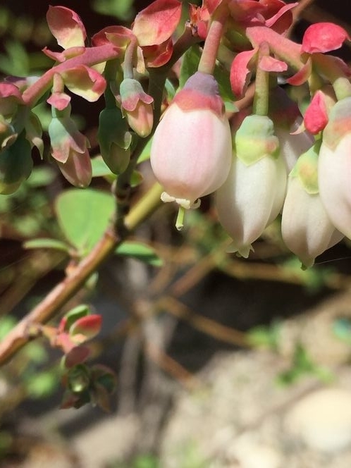 f:id:pudotful:20210518090447j:plain