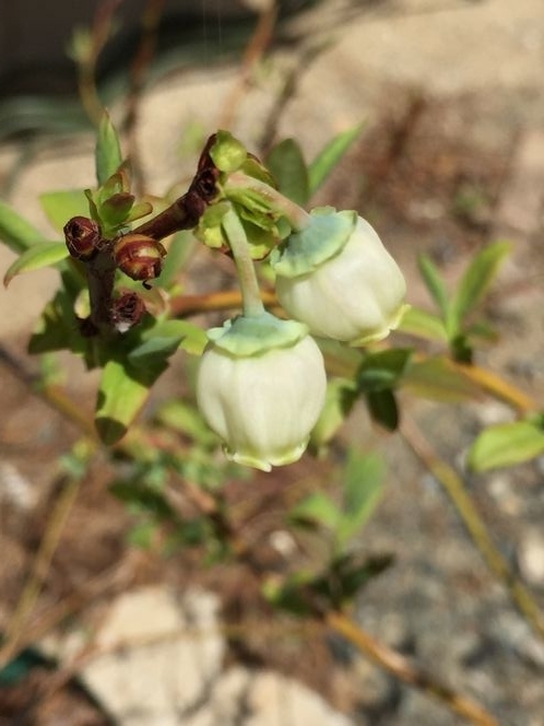 f:id:pudotful:20210518090459j:plain