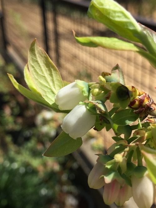 f:id:pudotful:20210603223113j:plain