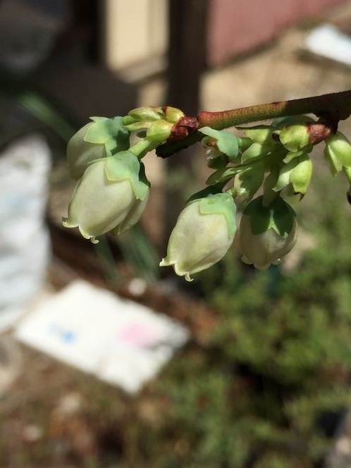 f:id:pudotful:20210603223200j:plain