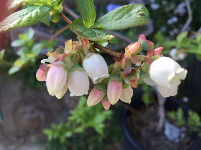 f:id:pudotful:20210603223215j:plain