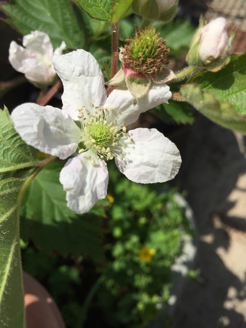 f:id:pudotful:20210612100958j:plain