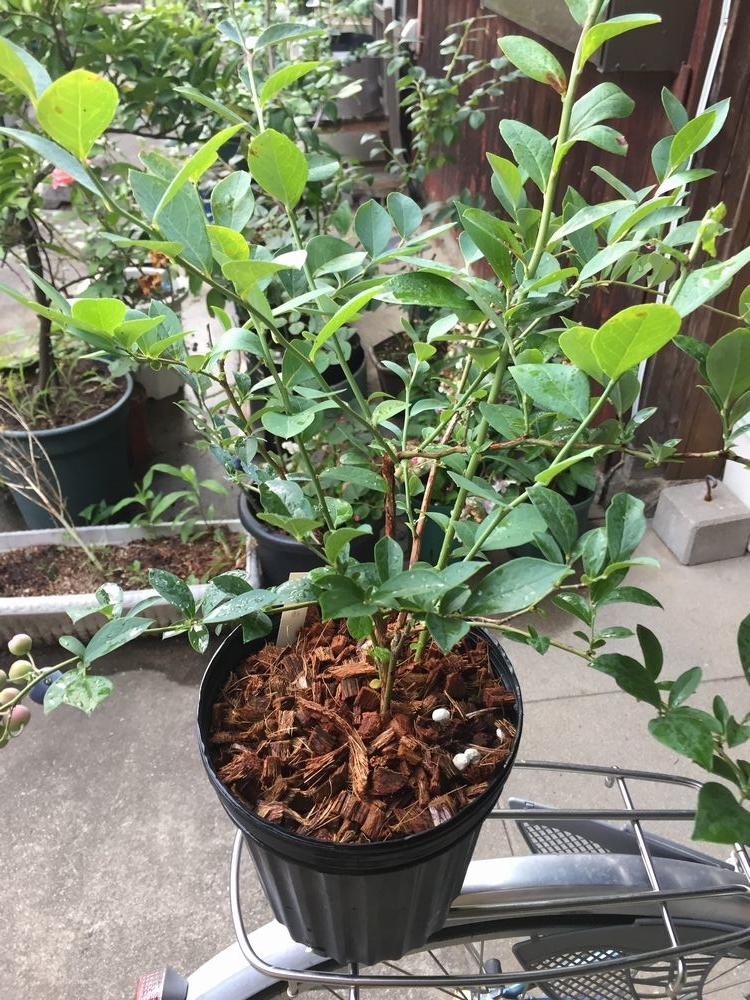 f:id:pudotful:20210728014254j:plain