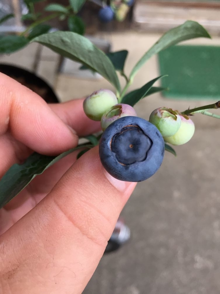 f:id:pudotful:20210728014907j:plain