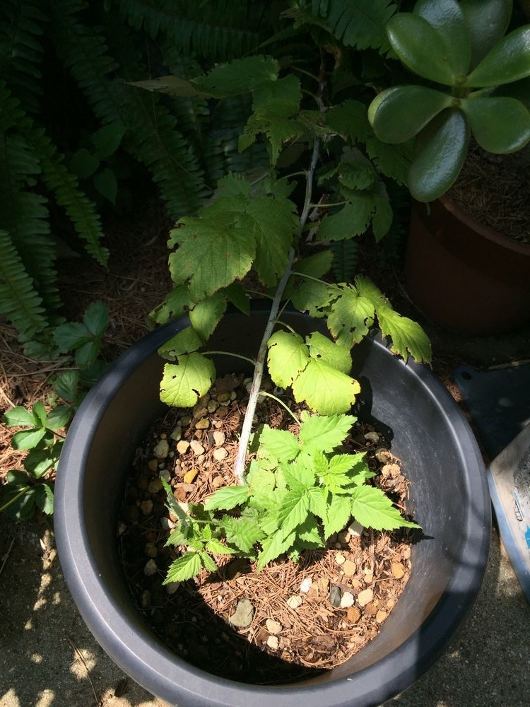 f:id:pudotful:20210905033501j:plain