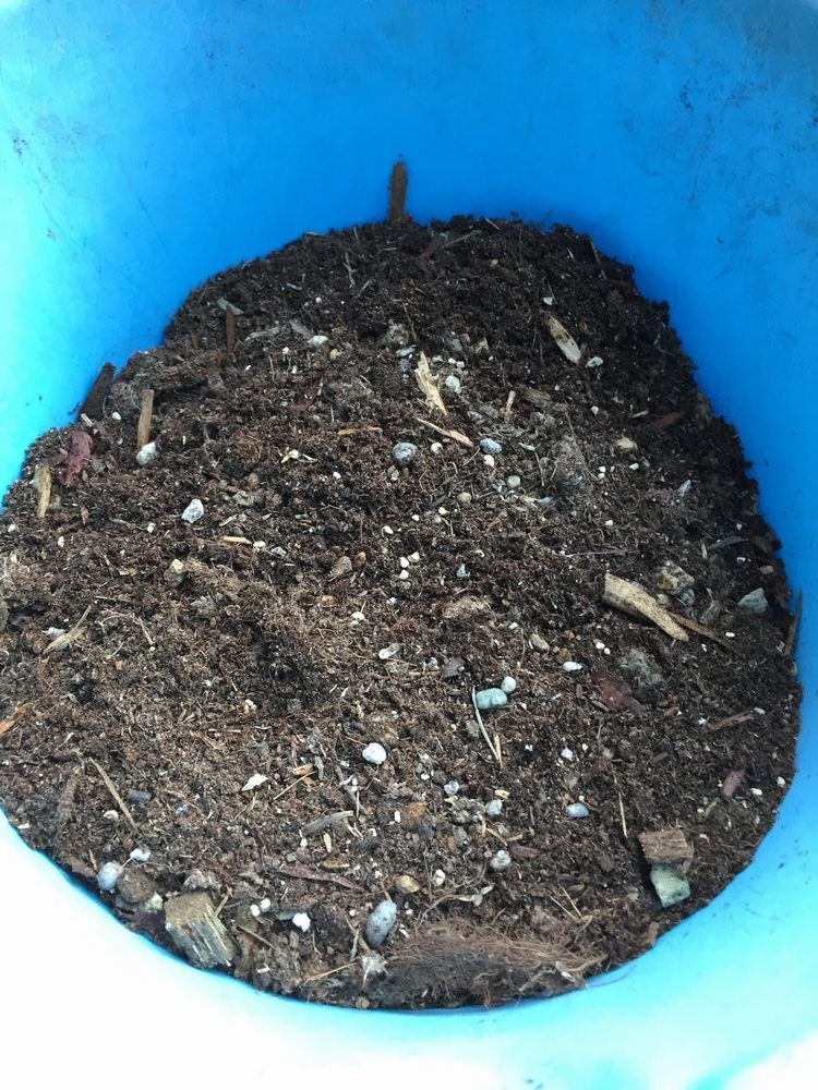 f:id:pudotful:20211106013626j:plain