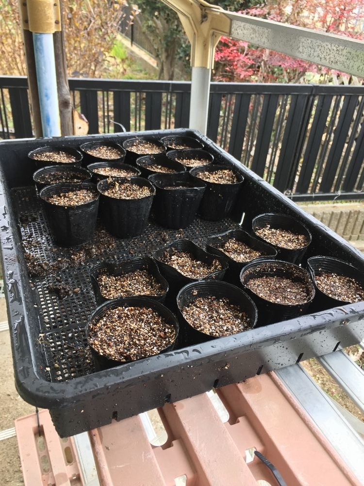 f:id:pudotful:20220220024609j:plain