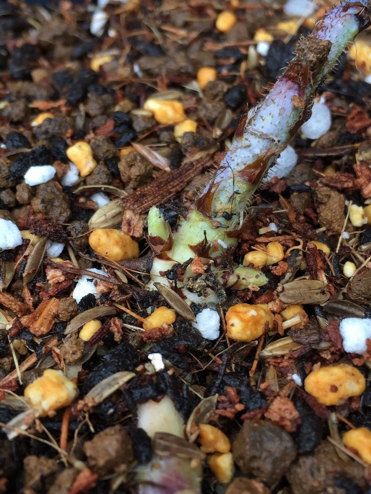 f:id:pudotful:20220220030404j:plain