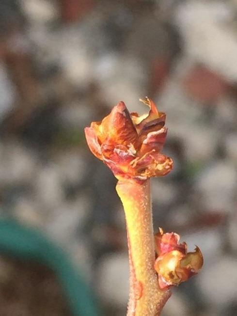 f:id:pudotful:20220322034037j:plain