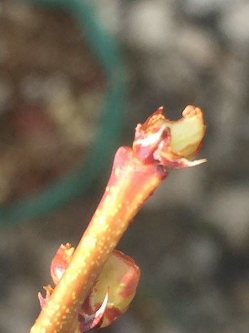 f:id:pudotful:20220322034101j:plain