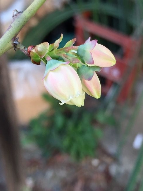 f:id:pudotful:20220405190029j:plain