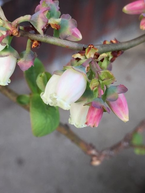 f:id:pudotful:20220406221538j:plain