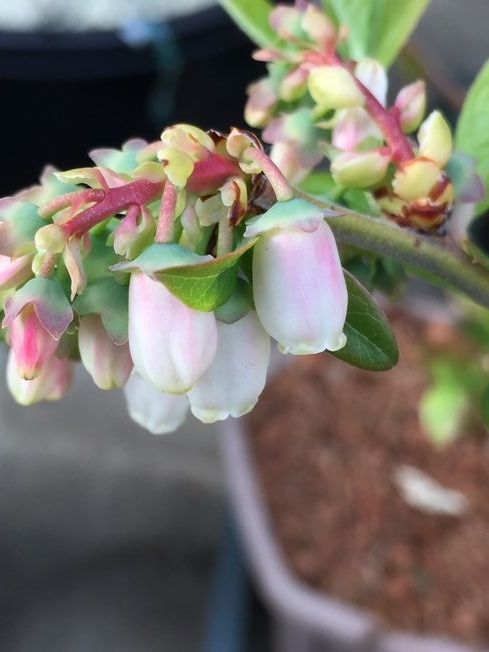 f:id:pudotful:20220406221916j:plain