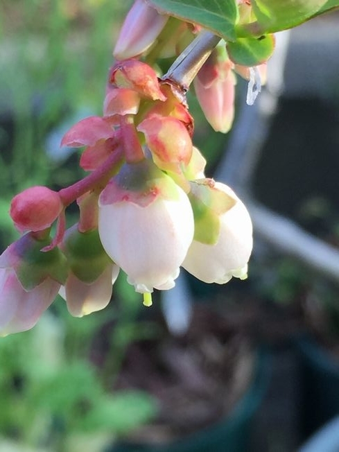 f:id:pudotful:20220406222045j:plain