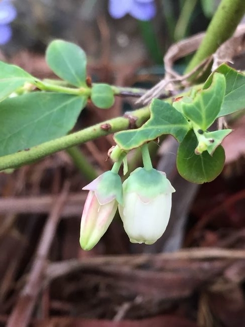 f:id:pudotful:20220408185310j:plain