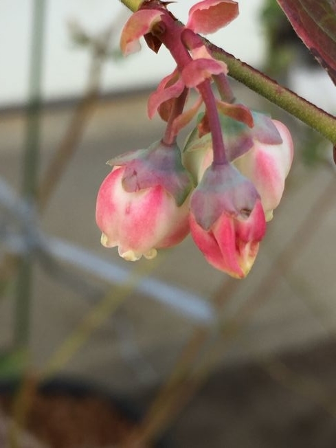 f:id:pudotful:20220408185942j:plain