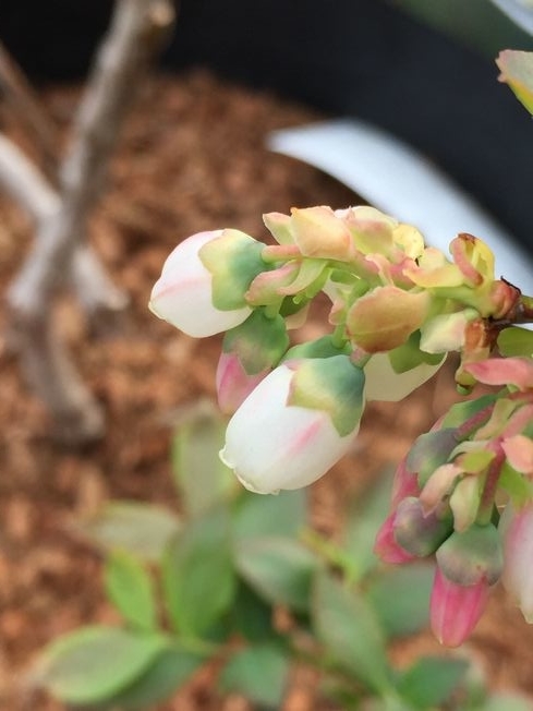 f:id:pudotful:20220409212810j:plain