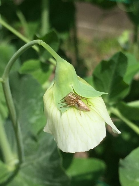 f:id:pudotful:20220413143440j:plain