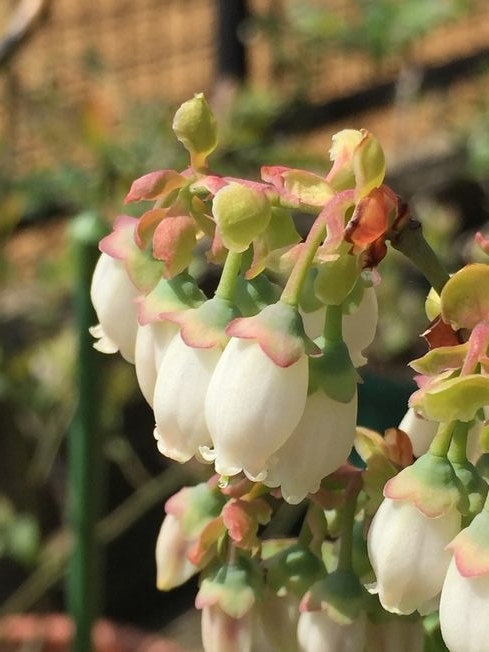 f:id:pudotful:20220416104440j:plain