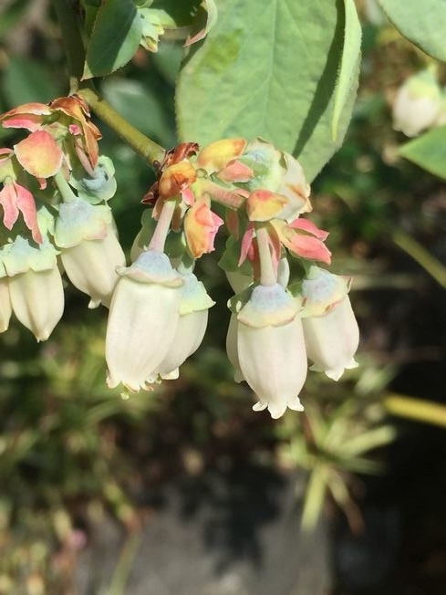 2022 ブルーベリーの花 8回目 - 今こそブルーベリー