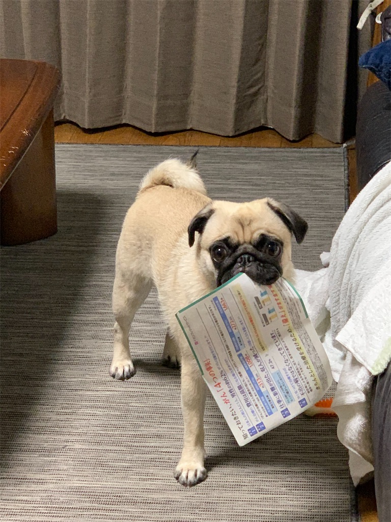 f:id:pug57235:20220120234844j:image f:id:pug57235:20220120234844j:image