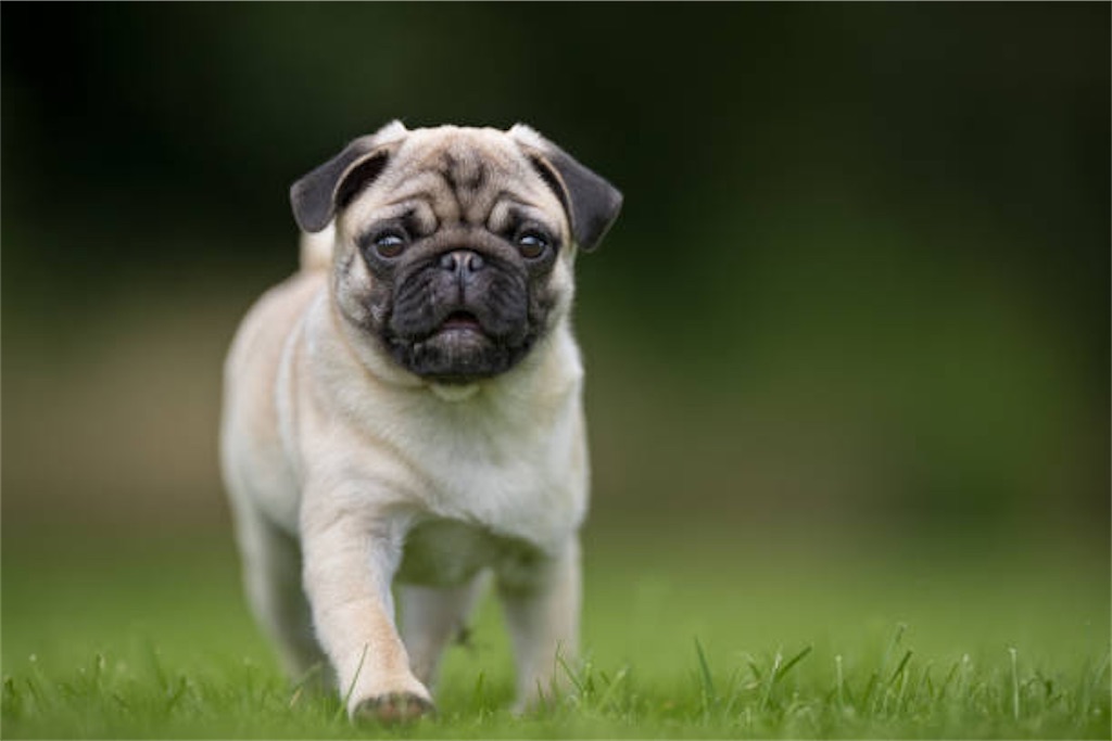 f:id:pug57235:20220123211020j:image