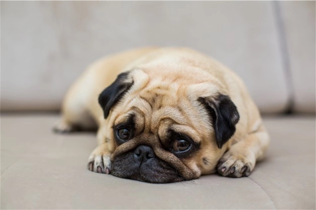 f:id:pug57235:20220125003404j:image f:id:pug57235:20220125003404j:image
