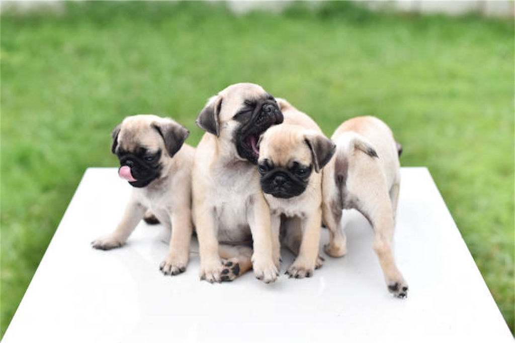 f:id:pug57235:20220129223612j:image f:id:pug57235:20220129223612j:image