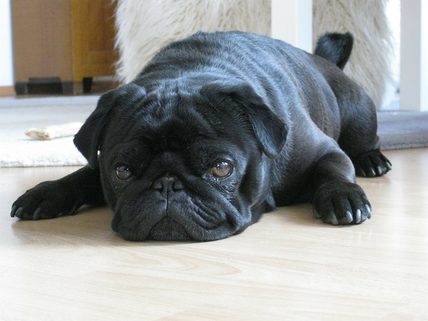 f:id:pug57235:20220130214042j:image f:id:pug57235:20220130214042j:image