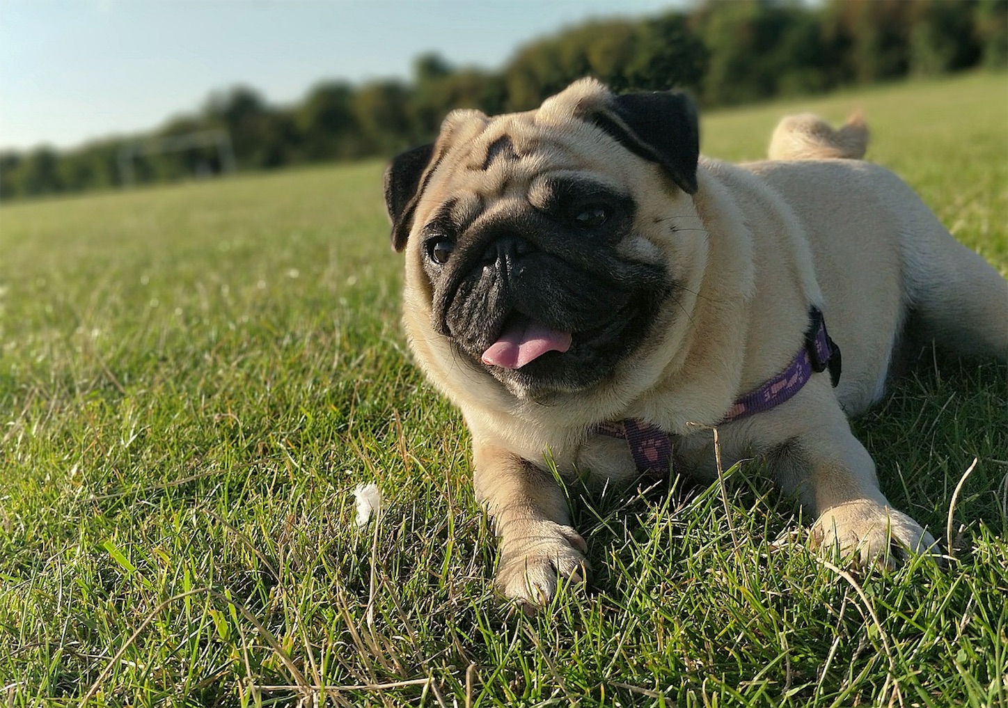 f:id:pug57235:20220206232403j:image f:id:pug57235:20220206232403j:image