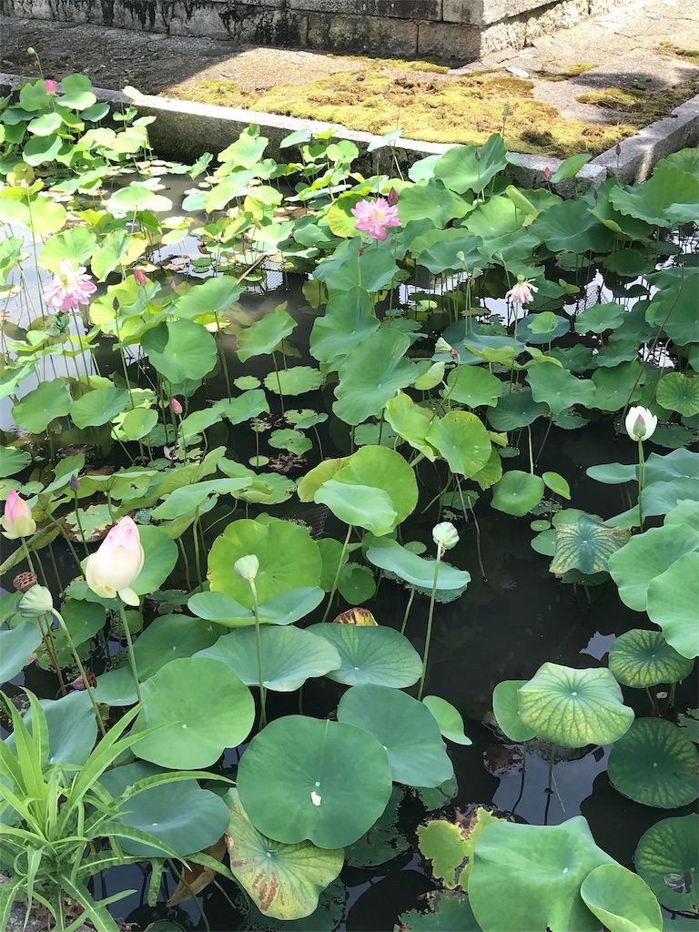 f:id:pugchan17:20190816222801j:image