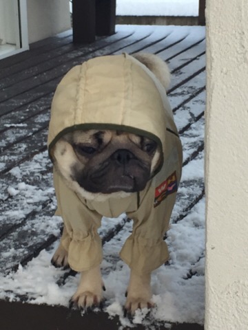 f:id:pughug:20170116184509j:plain f:id:pughug:20170116184509j:plain