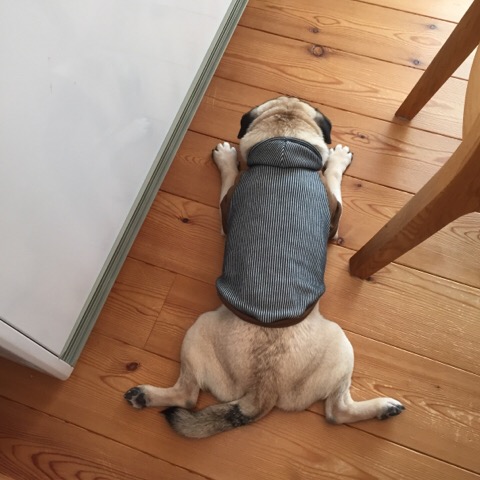 f:id:pughug:20170116184827j:plain f:id:pughug:20170116184827j:plain