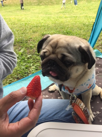 f:id:pughug:20170509130341j:plain f:id:pughug:20170509130341j:plain