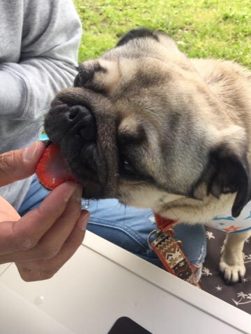 f:id:pughug:20170509130700j:plain f:id:pughug:20170509130700j:plain