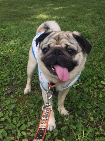 f:id:pughug:20170509130758j:plain f:id:pughug:20170509130758j:plain