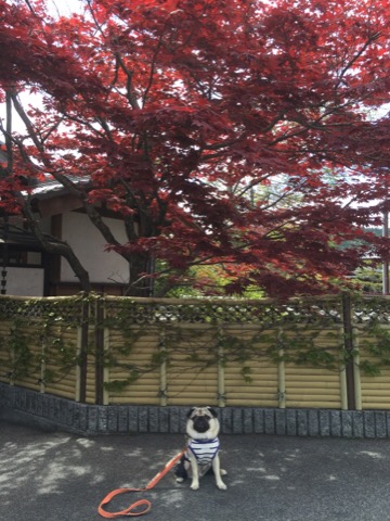 f:id:pughug:20170509142521j:plain f:id:pughug:20170509142521j:plain