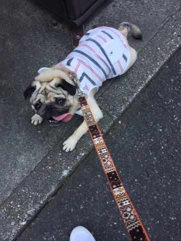 f:id:pughug:20170509155216j:plain f:id:pughug:20170509155216j:plain