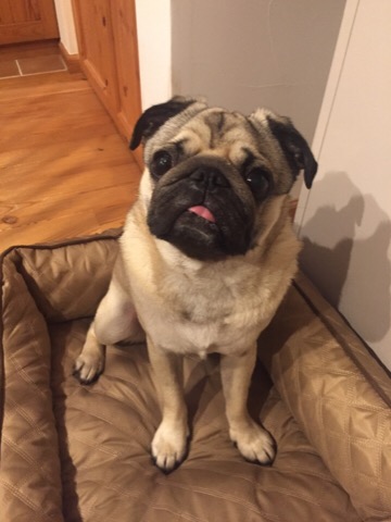 f:id:pughug:20170509161323j:plain f:id:pughug:20170509161323j:plain