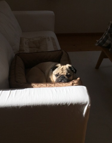 f:id:pughug:20170509161850j:plain f:id:pughug:20170509161850j:plain