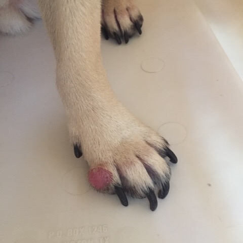 f:id:pughug:20170724182313j:plain f:id:pughug:20170724182313j:plain
